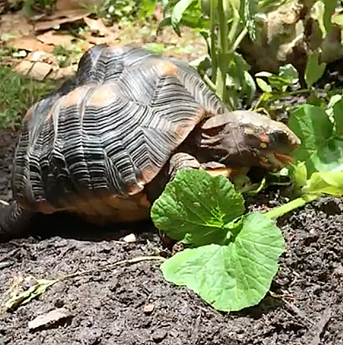 redfoot tortoise eats zucchini plant