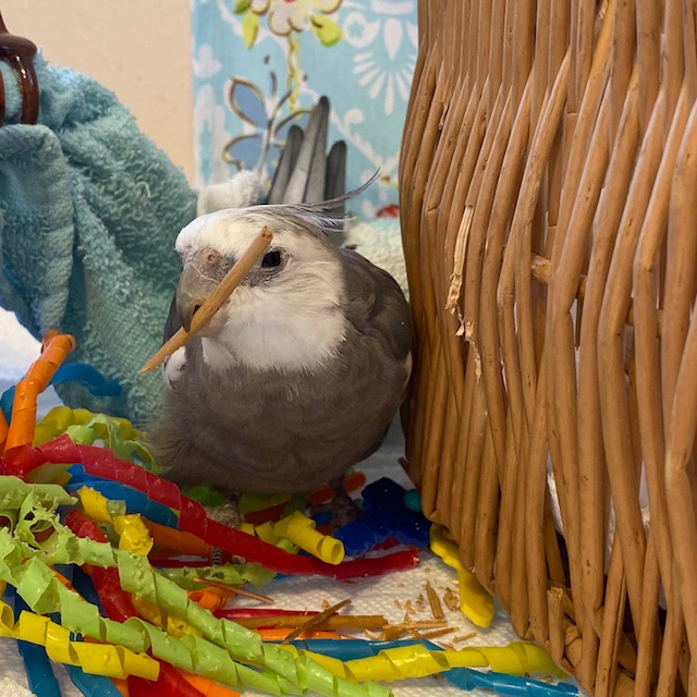 Cockatiel with wicker twig