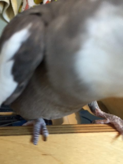 cockatiel feet