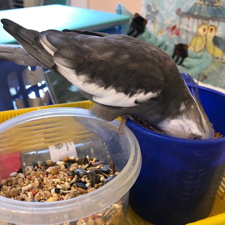 Cockatiel Breakfast Bowl 2
