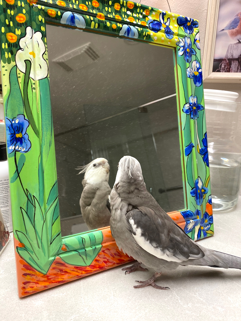 cockatiel looks in mirror