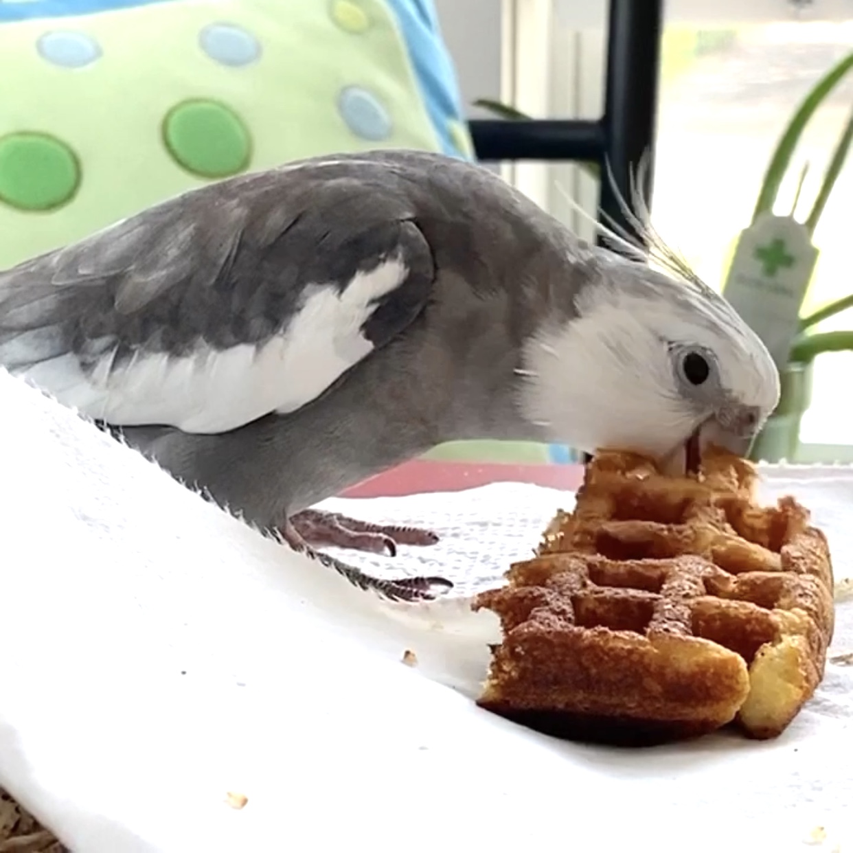 cockatiel eats waffle