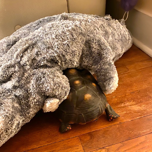 Redfoot tortoise with toy