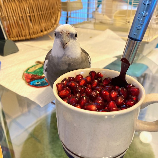 cockatiel with pomegranate seeds