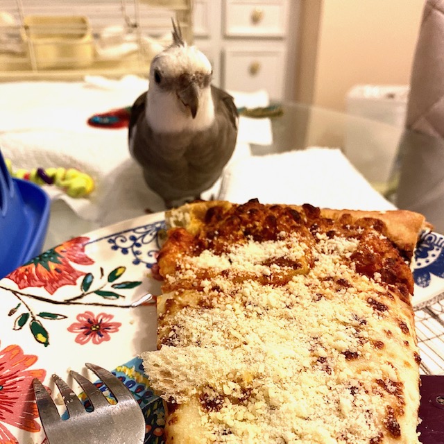 cockatiel eats pizza off a plate