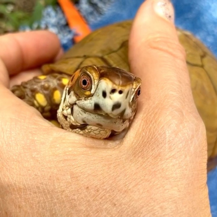 cute cuddling box turtle