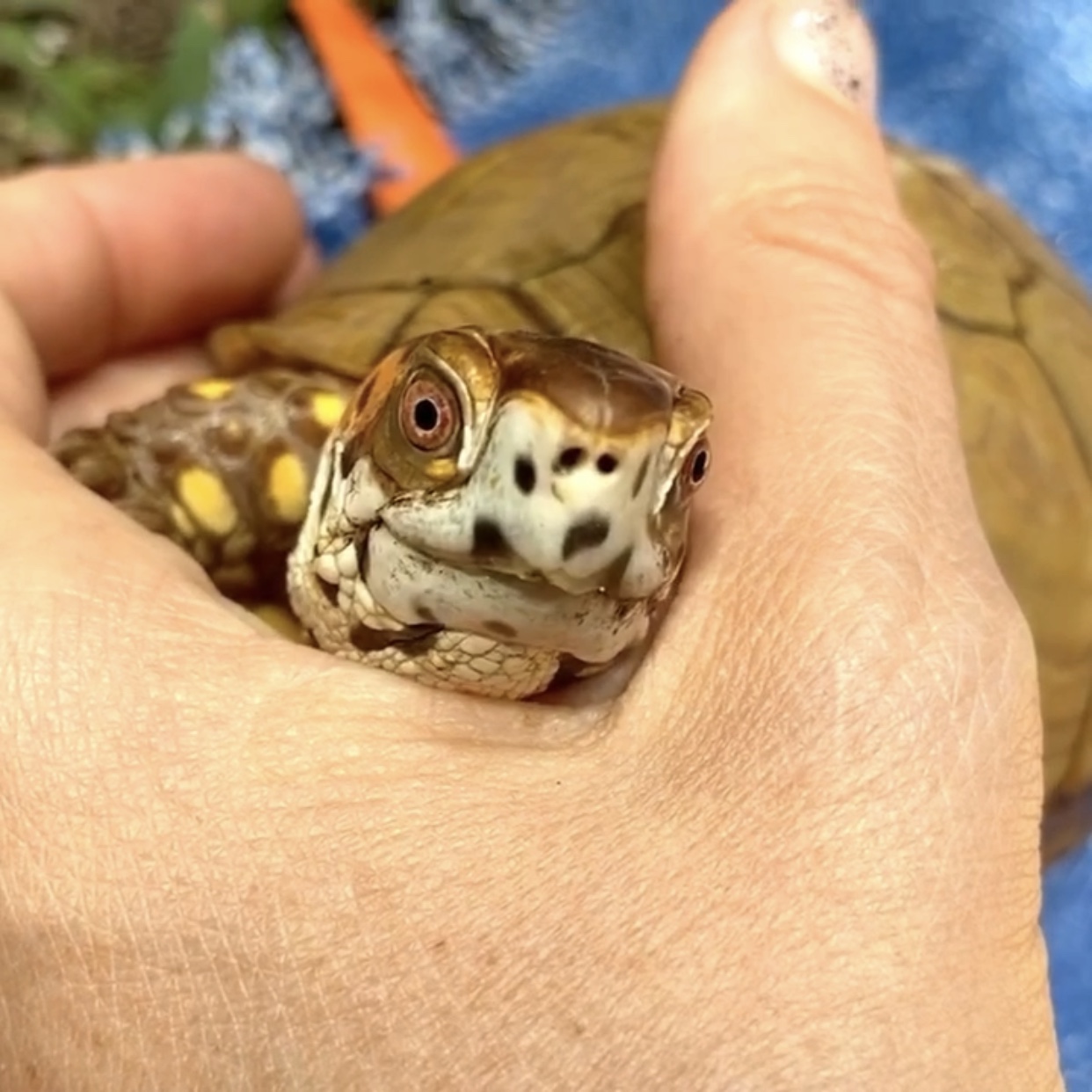 cute cuddling box turtle