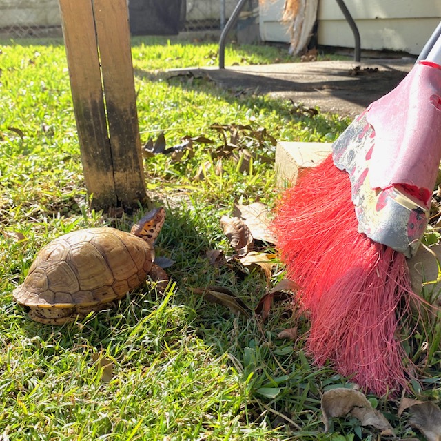 box turtle broom