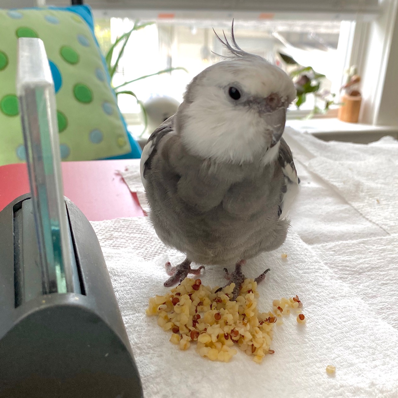 cockatiel stands on rice