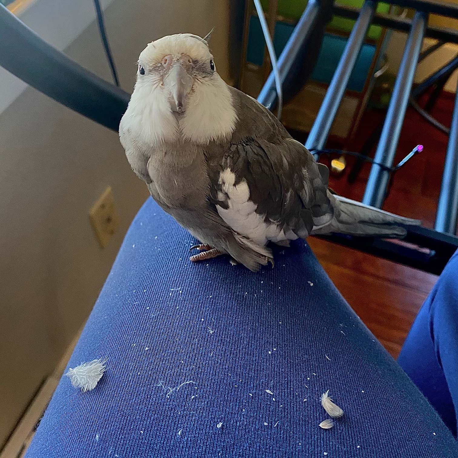 cockatiel molting