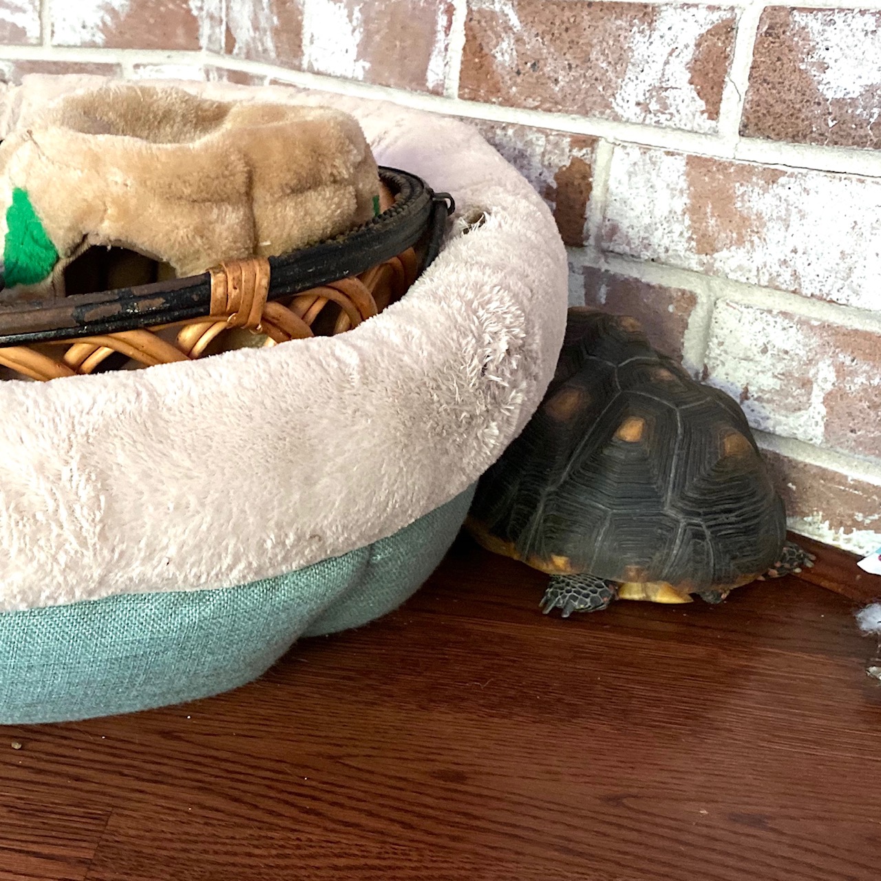 tortoise sleeps by dog bed