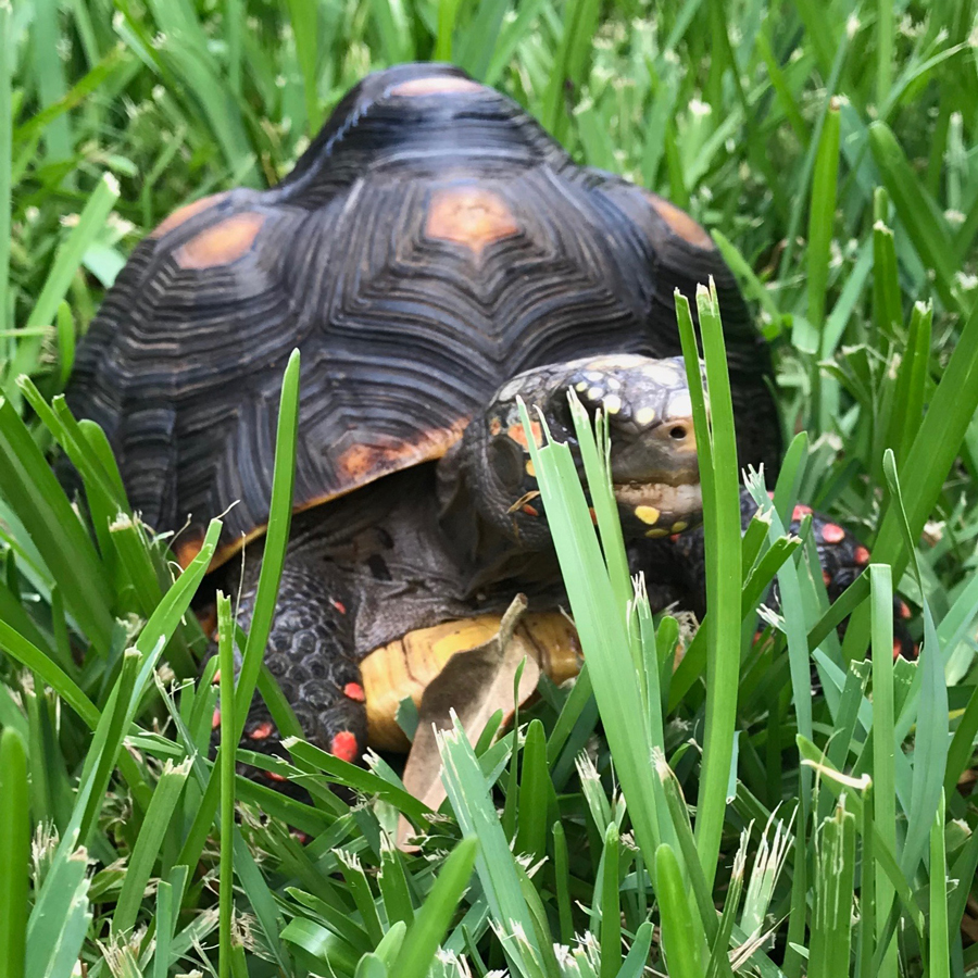 Malti juvenile redfoot tortoise grass