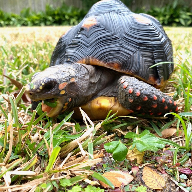 tortoise eats clover