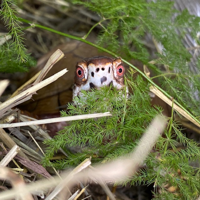 box turtle stares out from forest