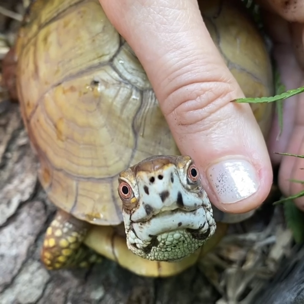 box turtle looking up
