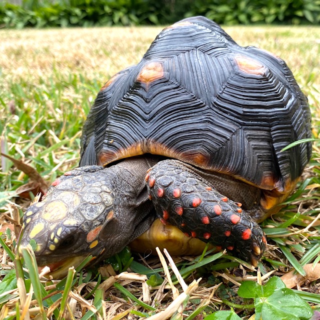 tortoise on the lawn