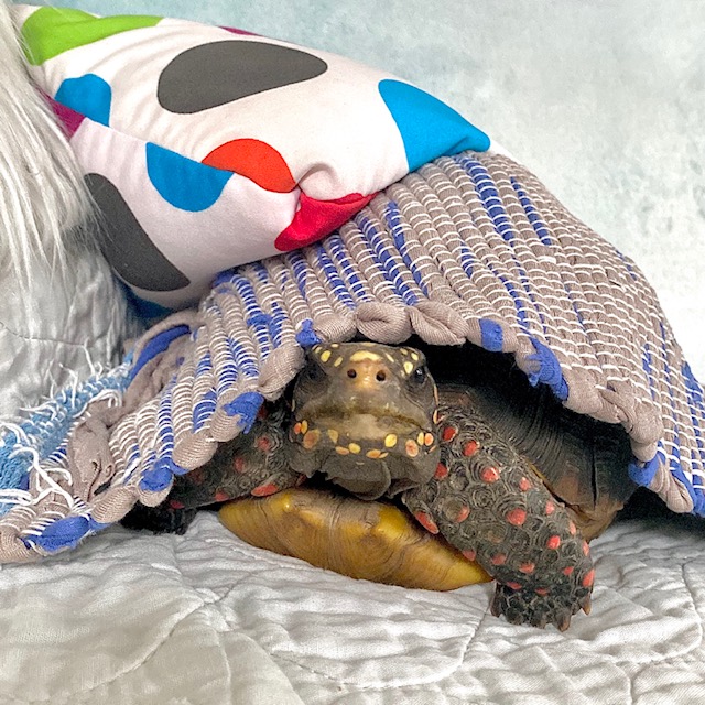 tortoise goes glamping