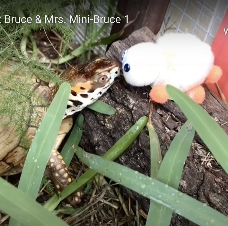 box turtle with weepul toy