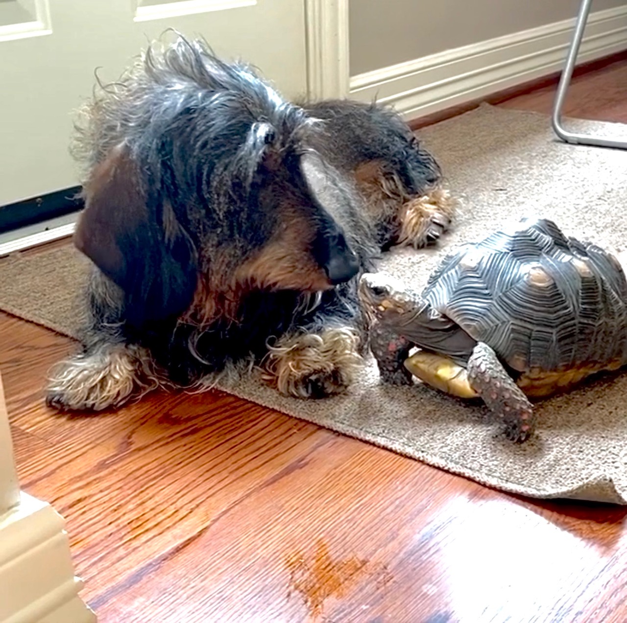 dachshund and tortoise are best friends