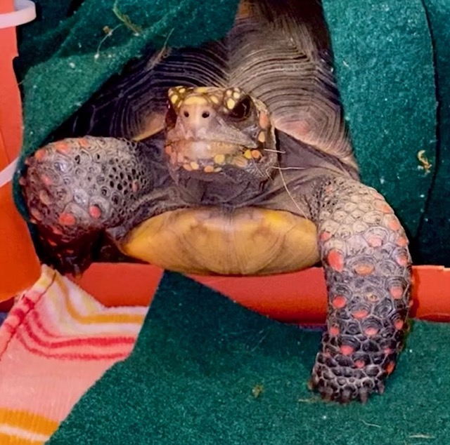 pet redfoot tortoise habitat door