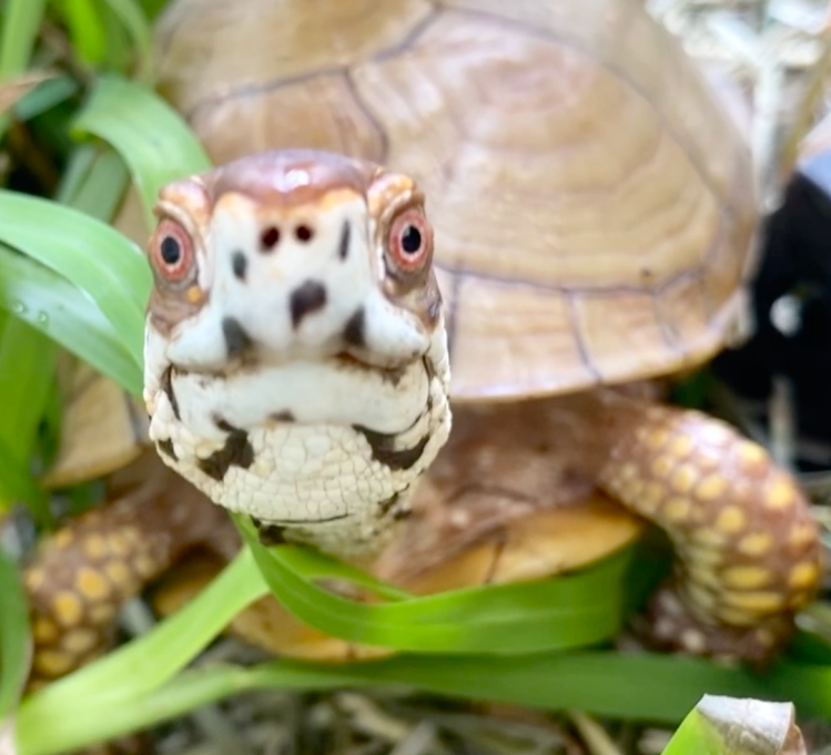 box turtle closeup