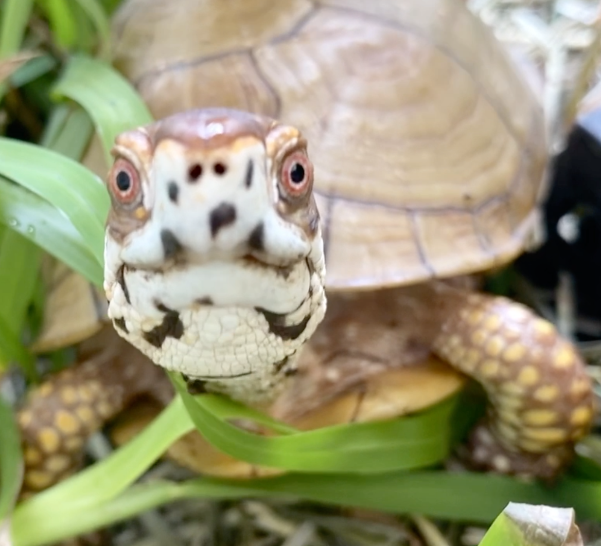 box turtle closeup