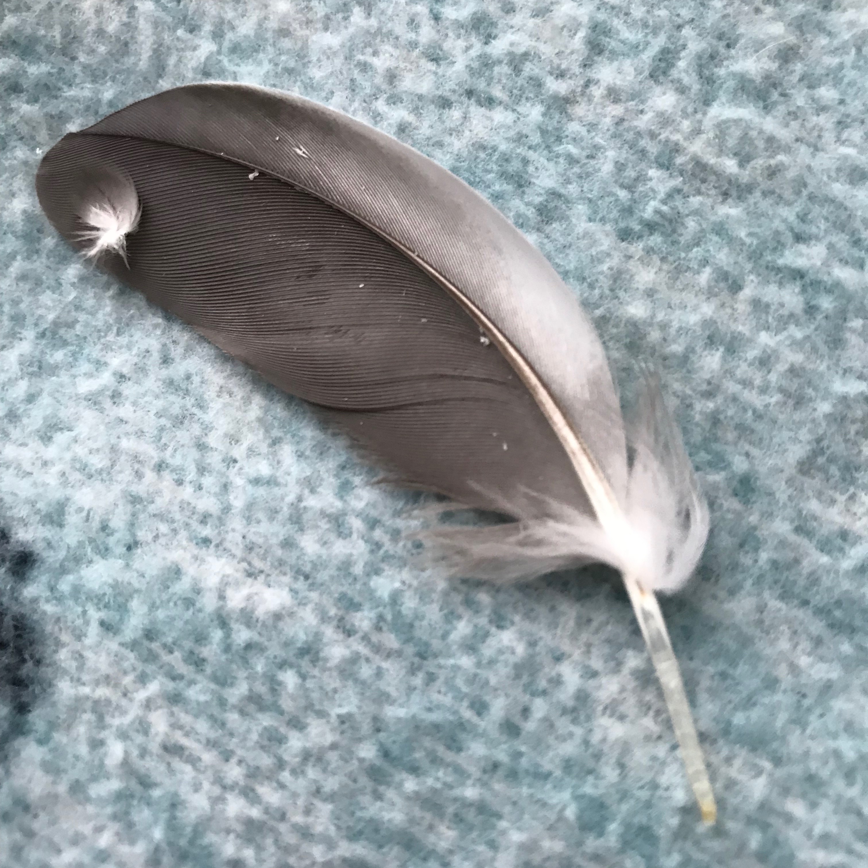cockatiel feather