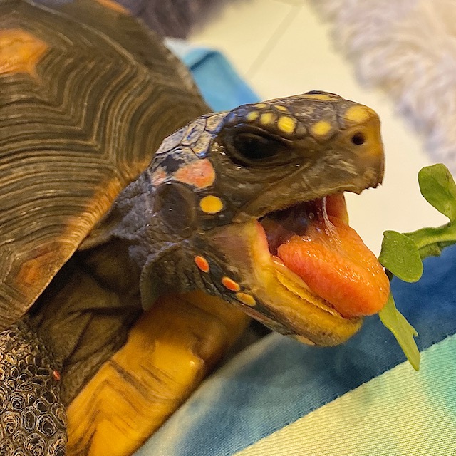 Redfoot tortoise tongue