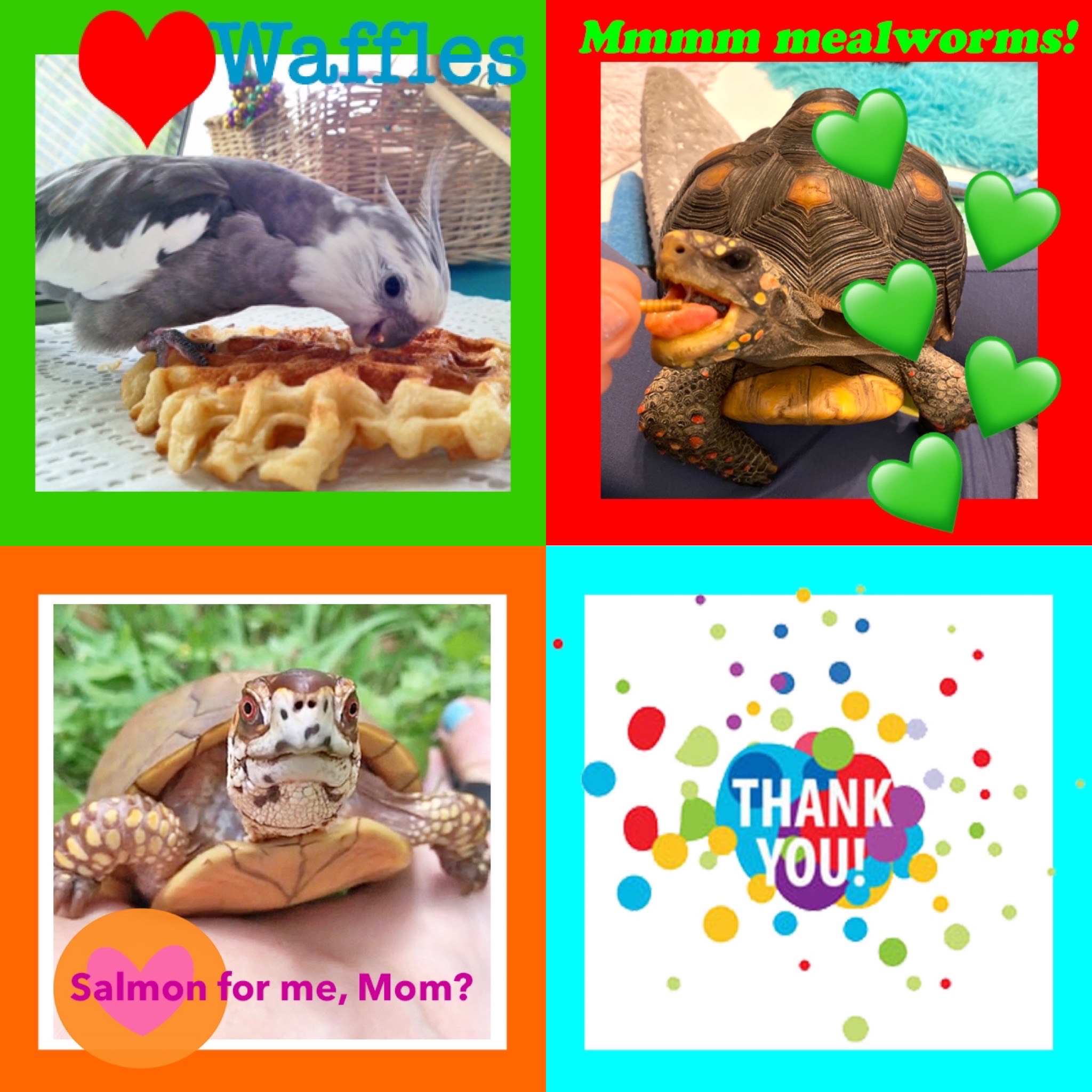 pearl malti bruce donate