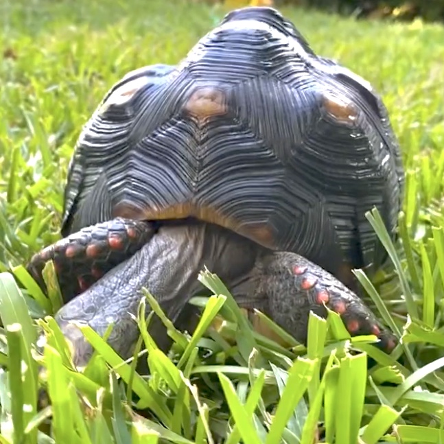 redfoot tortoise grazing