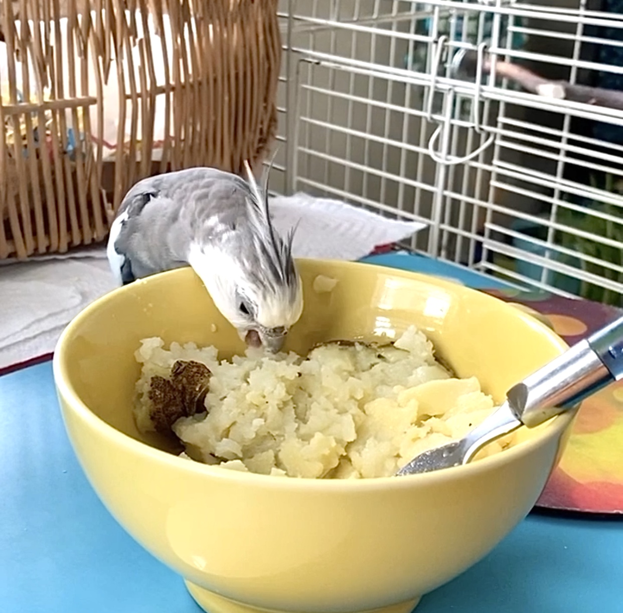 cockatiel eats mashed potatoes