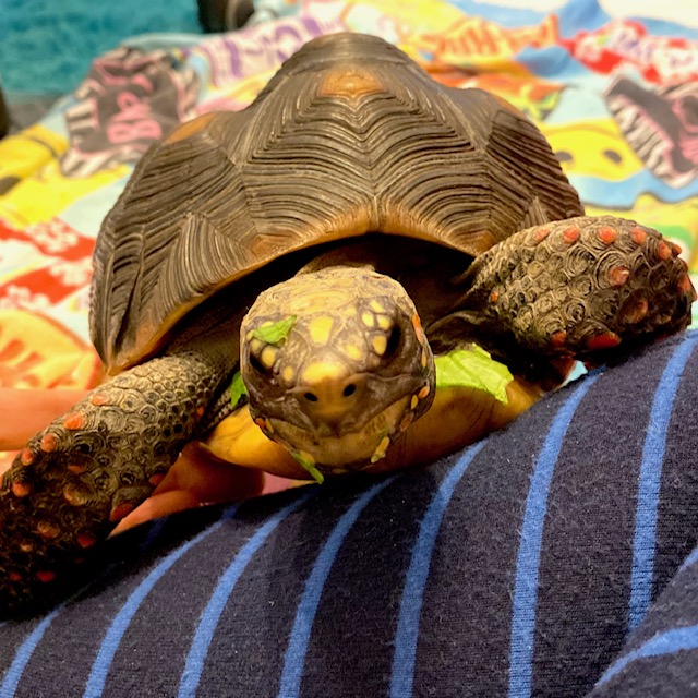 redfoot tortoise eating greens