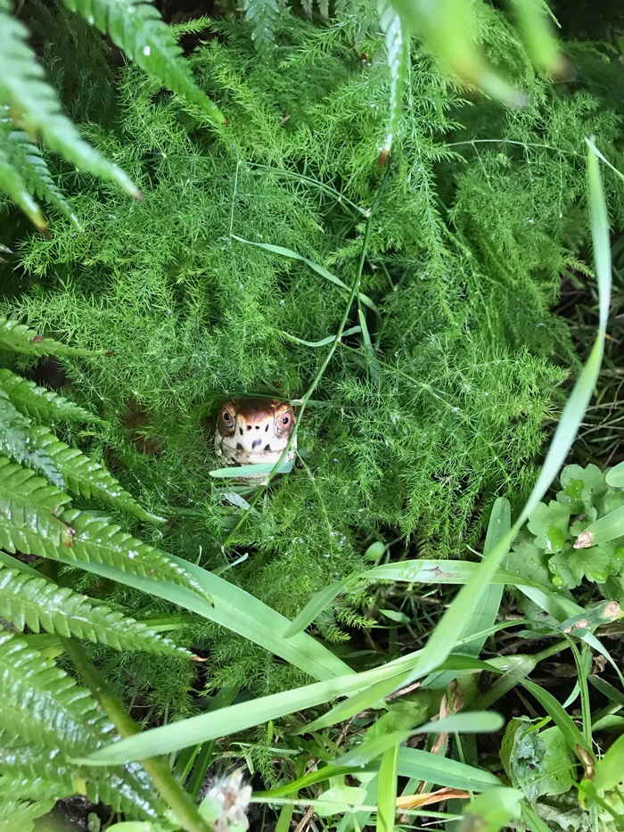 Box turtle in the greens