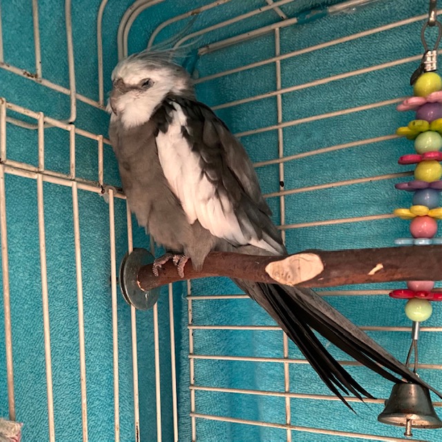 sleeping cockatiel in cage