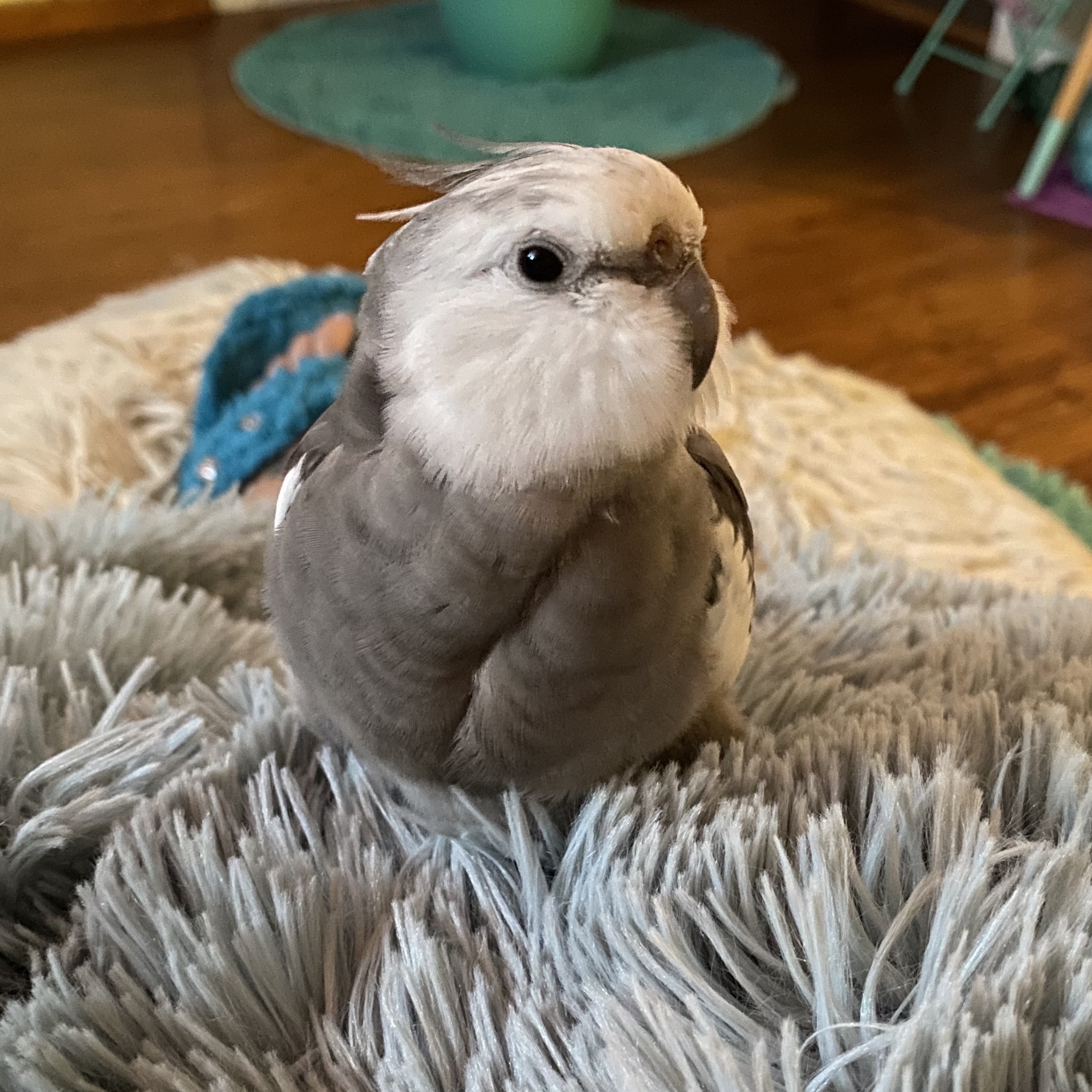 pearl cockatiel