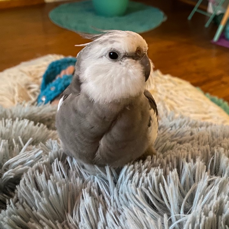 pearl cockatiel