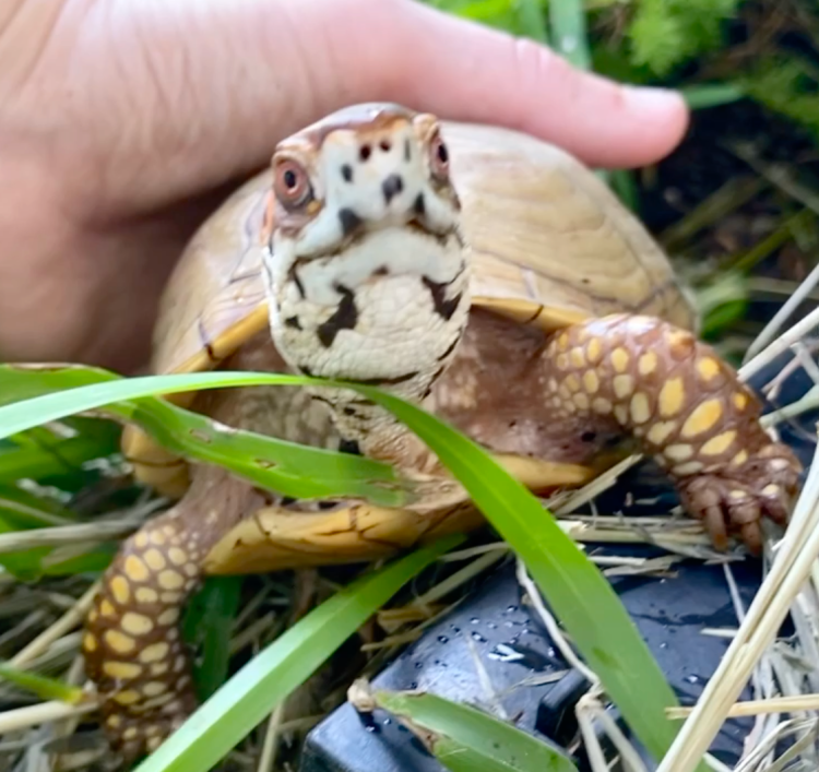 Box turtle gets shell pats