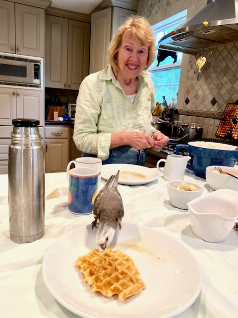 grandma cockatiel waffle