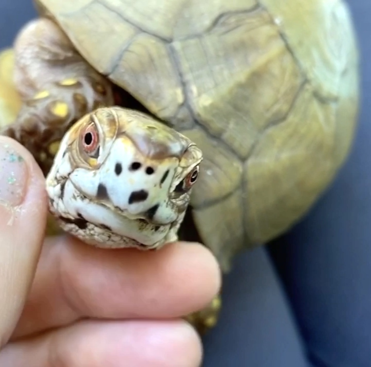 box turtle close-up