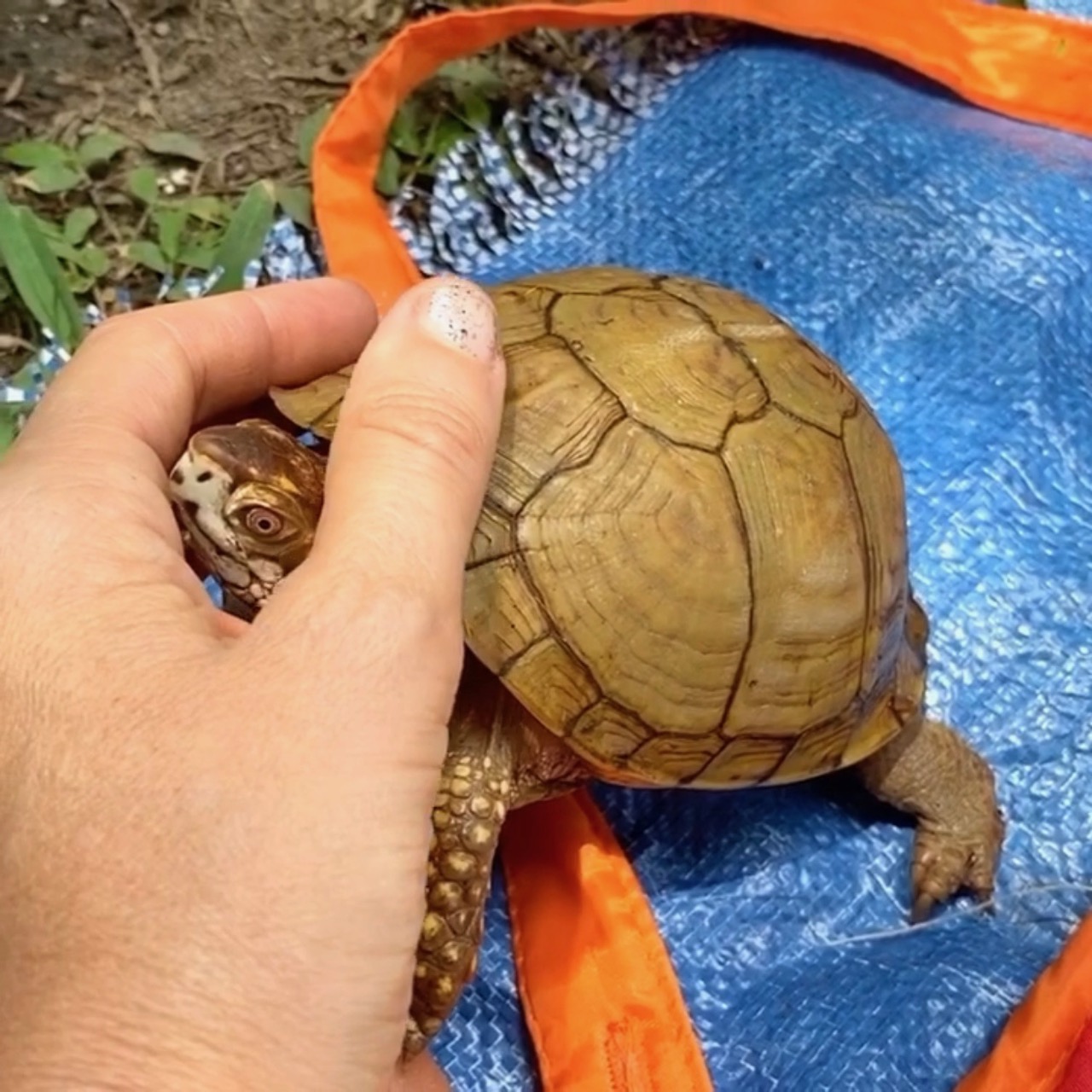 box turtle cuddles with rescue mama