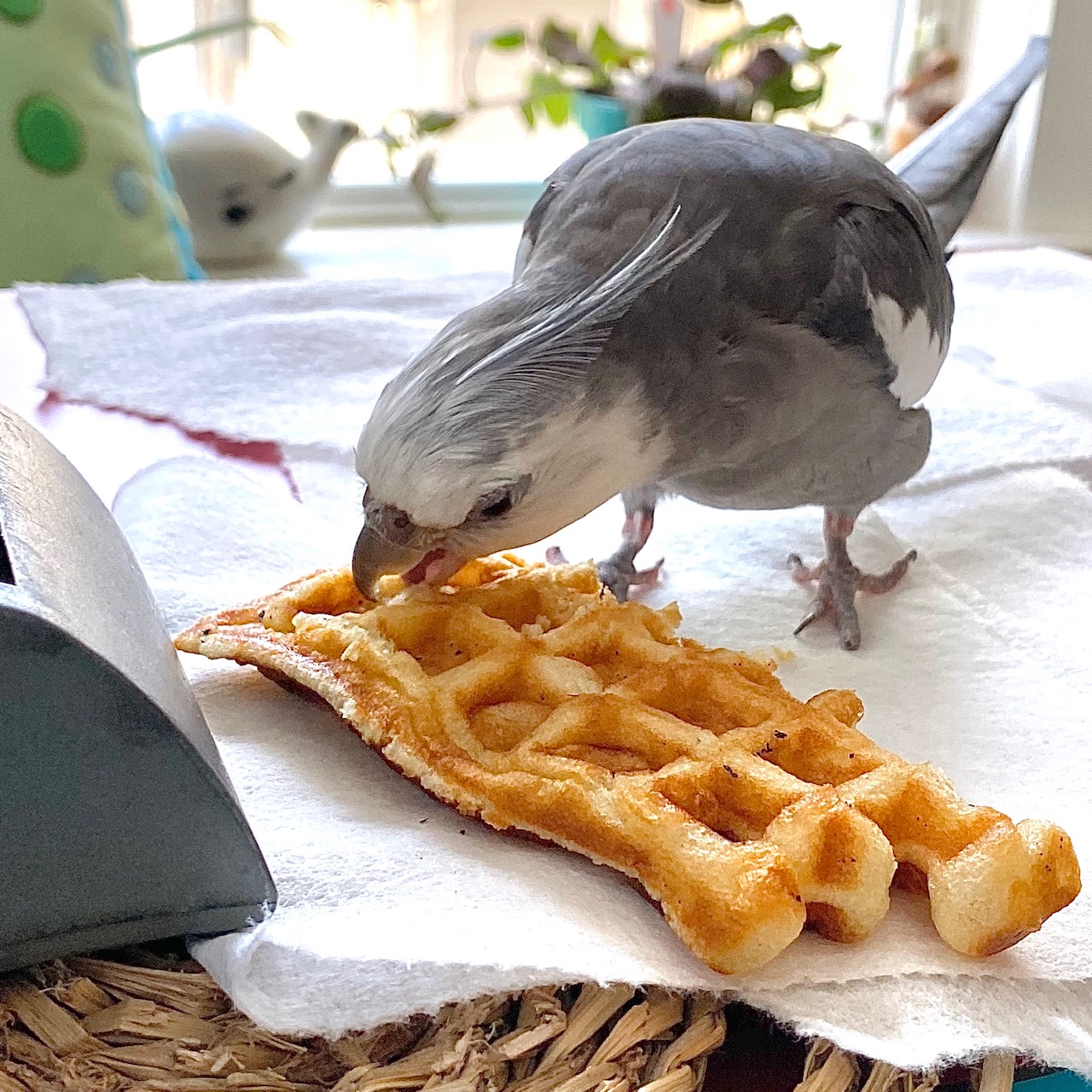 cockatiel eats waffle