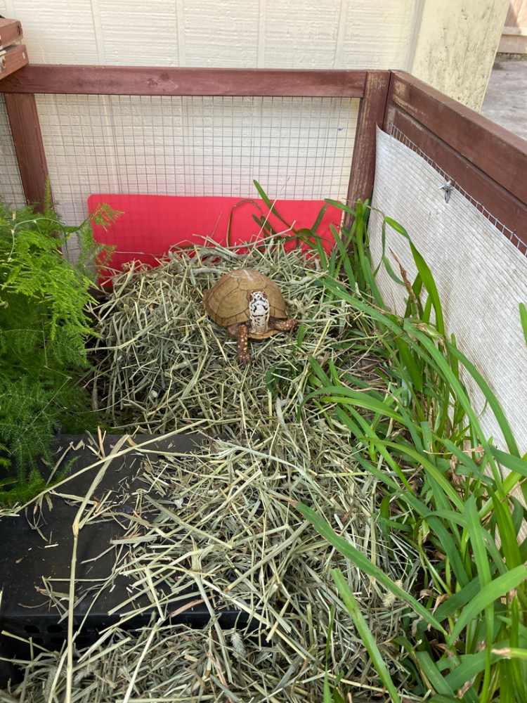 Box turtle with big hay pile