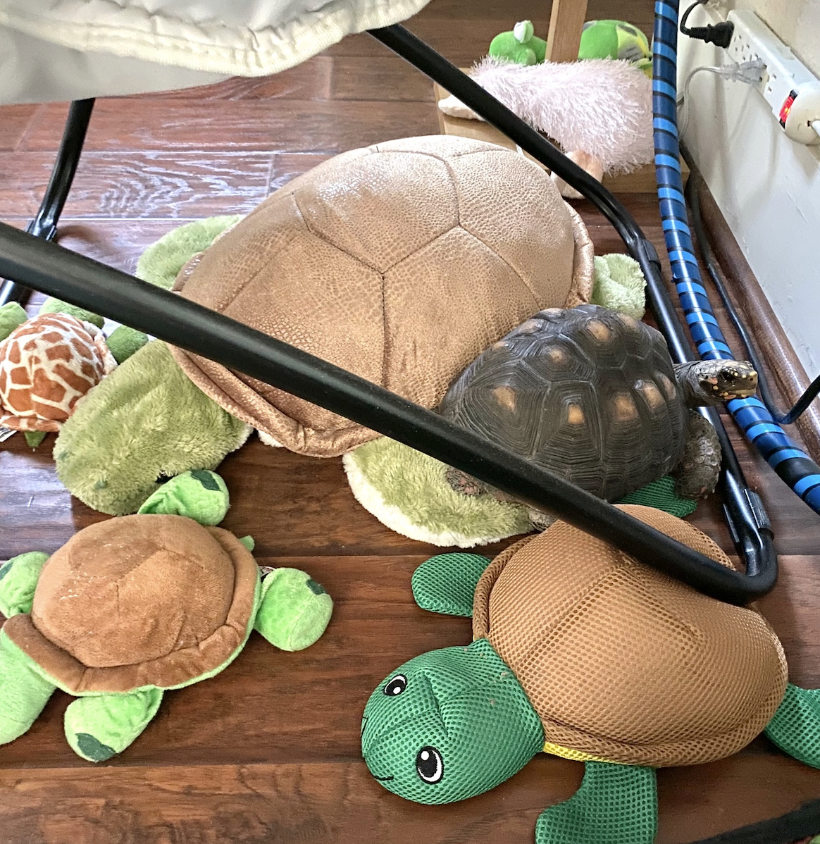 redfoot tortoise with toy tortoises