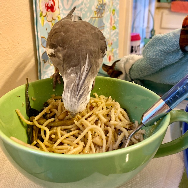 Cockatiel eats out of pasta bowl