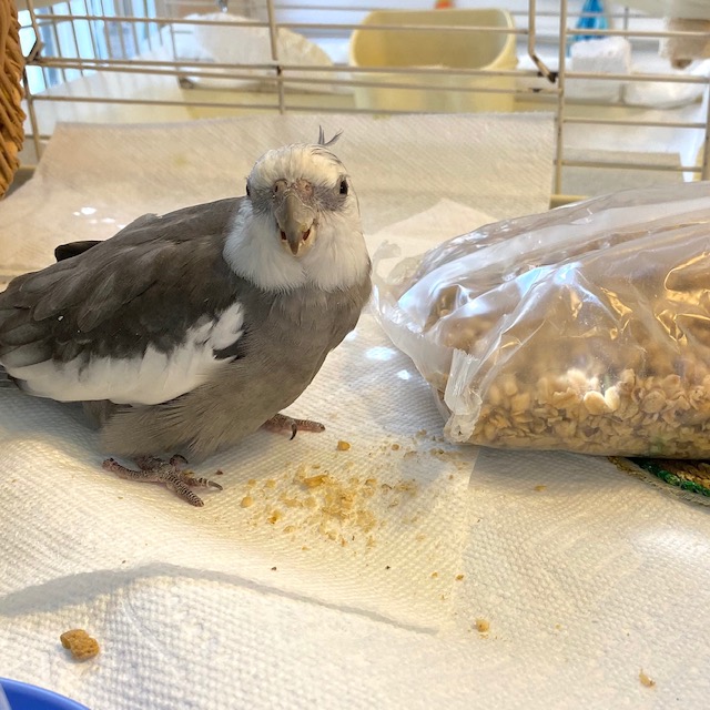 Cockatiel with granola