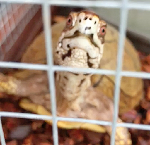 adult male box turtle red eyes