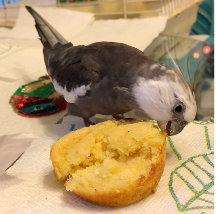Cockatiel Corn Muffin 2