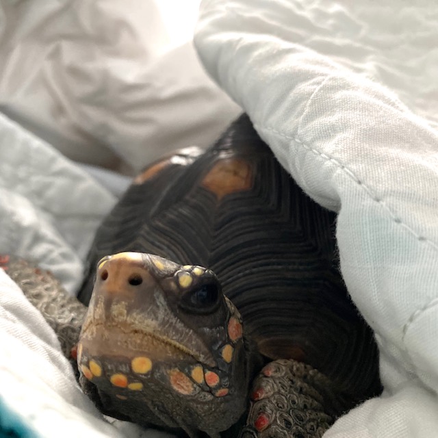redfoot tortoise face