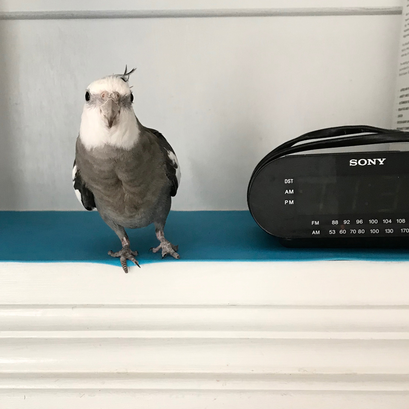 Cockatiel and radio