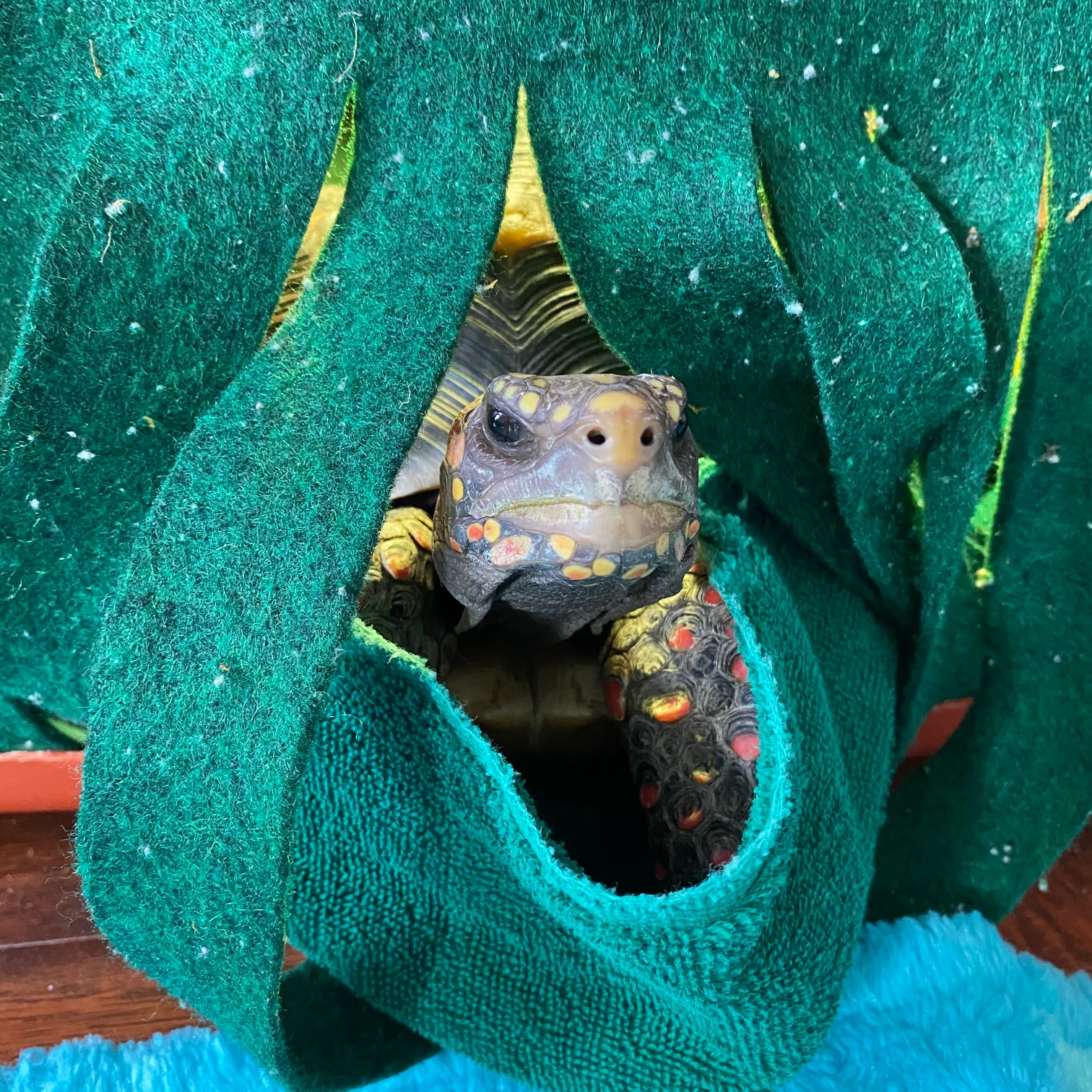 redfoot tortoise comes out